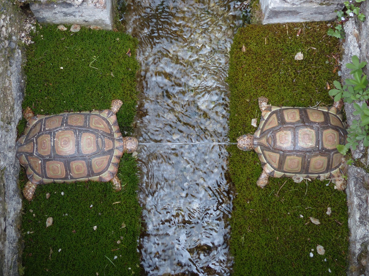Water feature, turtles, hellbrunn — How to Handle Tilt While Playing Poker